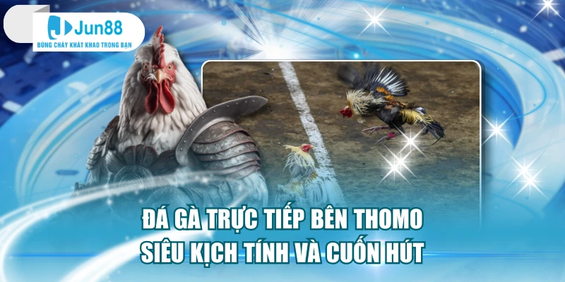 Đá Gà Trực Tiếp Bên Thomo Siêu Kịch Tính Và Cuốn Hút