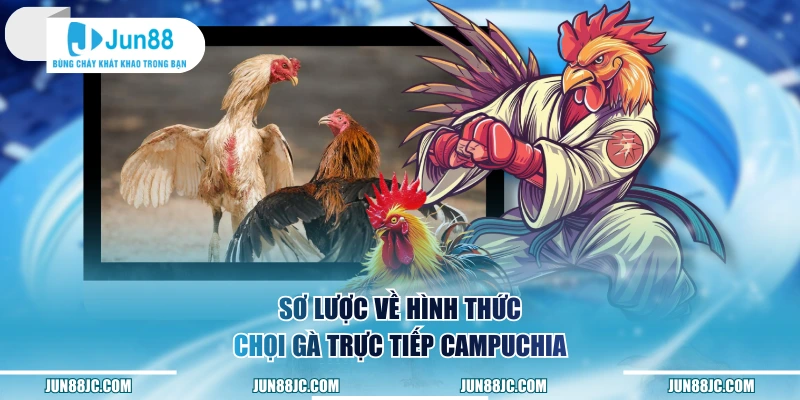 Sơ lược về hình thức chọi gà trực tiếp Campuchia