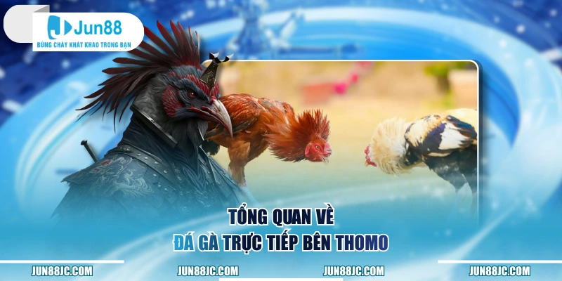 Tổng quan về đá gà trực tiếp bên Thomo